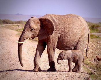 Elephant in a field