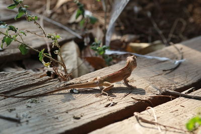 Lizard on a tree