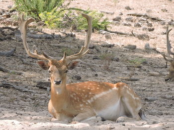 Deer relaxing on land