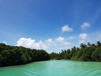 Scenic view of trees against blue sky
