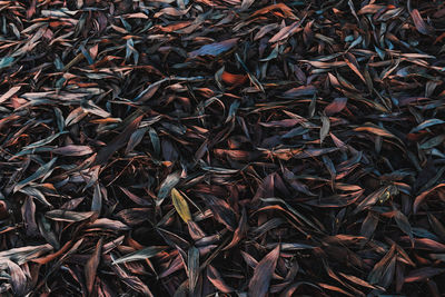 High angle view of dry leaves on field