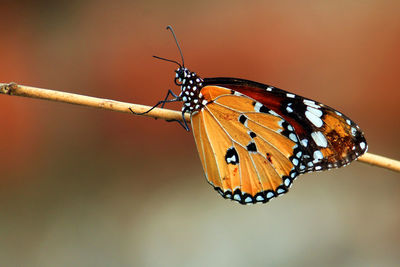 Close-up of butterfly on leaf