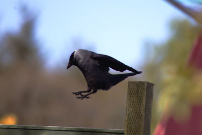 Low angle view of bird flying against the sky