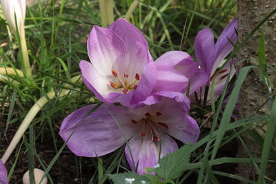 Close-up of pink crocus flowers on field