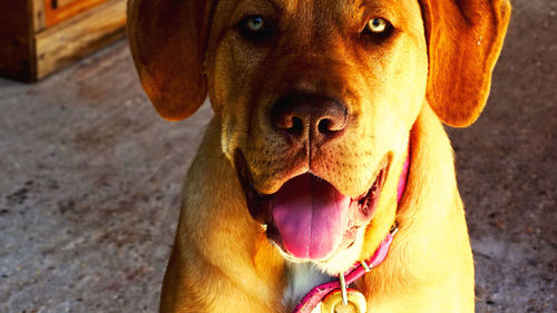 Close-up portrait of dog