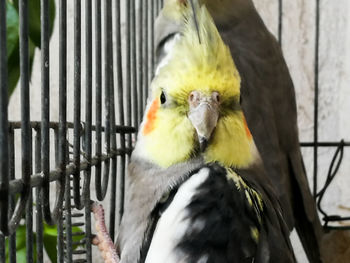 Close-up of parrot in cage