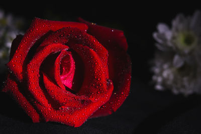 Close-up of red rose against black background