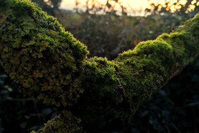 Close-up of moss growing on rock
