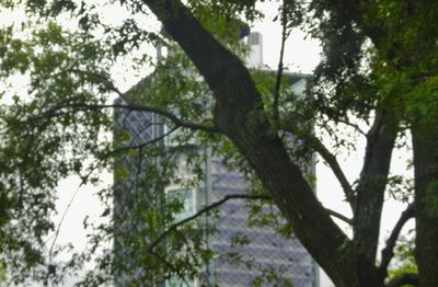 Low angle view of trees in forest against sky