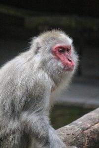 Close-up of monkey