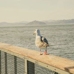 Seagull perching on railing by sea against sky