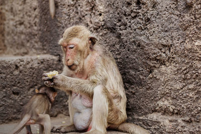 Close-up of monkey