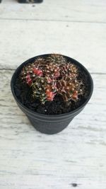 High angle view of plants in bowl on table