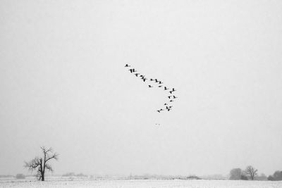 Birds flying in the sky