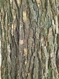 Full frame shot of tree trunk