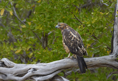 Close-up of bird perching on branch