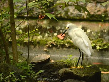 Bird perching on rock