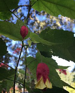 Low angle view of flowers blooming on tree