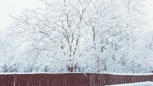 Full frame shot of trees