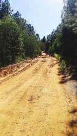 Dirt road along trees and plants