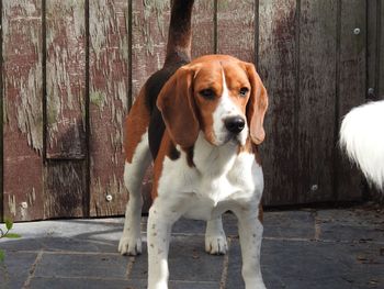 Close-up portrait of dog