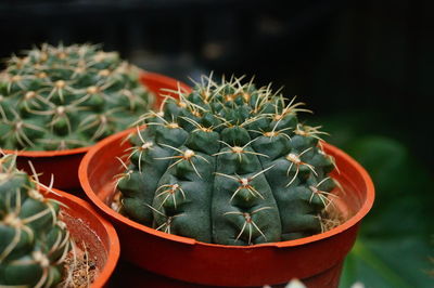 Close-up of succulent plant in pot