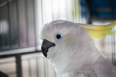 Close-up of cockatoo