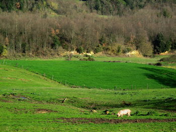 Scenic view of grassy field