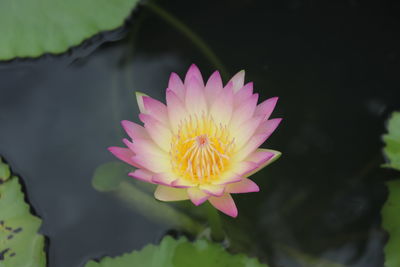 Close-up of pink water lily