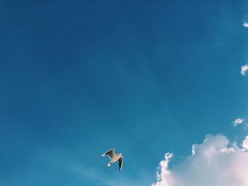 Low angle view of seagulls flying in sky