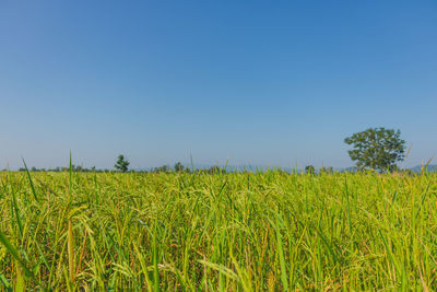 Scenic view of agricultural field against clear blue sky