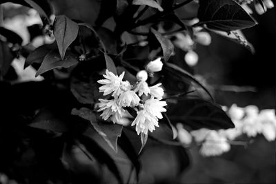 Close-up of white flowering plant