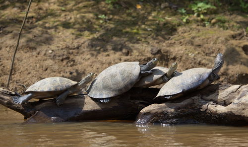 Group of yellow-spotted river turtles podocnemis unifilis sunbaking on top of log, bolivia.