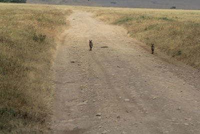 Rear view of men walking on road amidst field