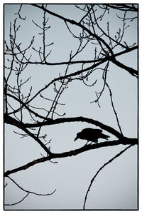 Low angle view of bare tree against sky