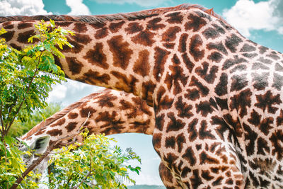 Close-up of leopard