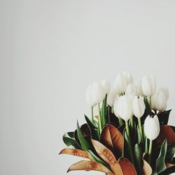 Close-up of tulip flowers against white background