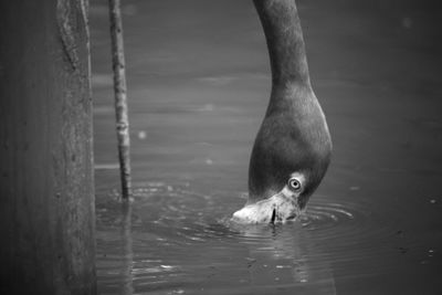 Close-up of swan swimming on lake