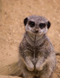 Portrait of meerkat on land