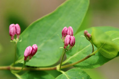 Close-up of pink flowering plant