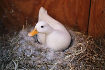 High angle view of bird in nest
