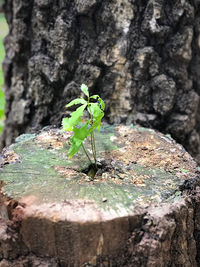 Close-up of green plant on tree trunk