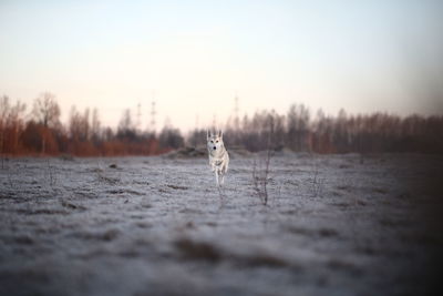 View of horse on snowy field against sky