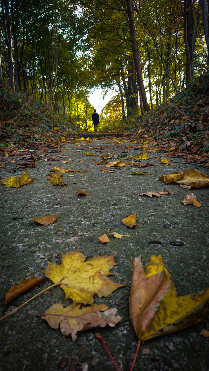 AUTUMN LEAVES FALLEN ON LAND