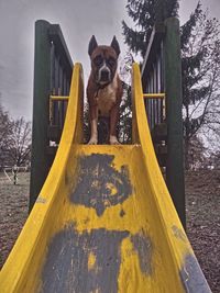 Portrait of dog on yellow bridge against sky