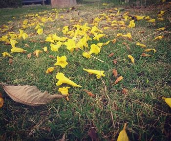 Yellow flowers on grassy field