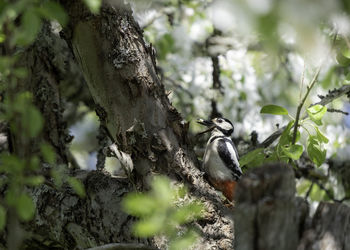 Bird perching on a tree