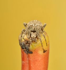 Close-up of a spider on yellow background