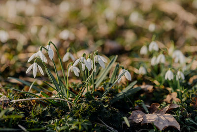 Close-up of white flowering plants on field