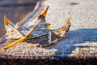 Close-up of snow on leaf during winter